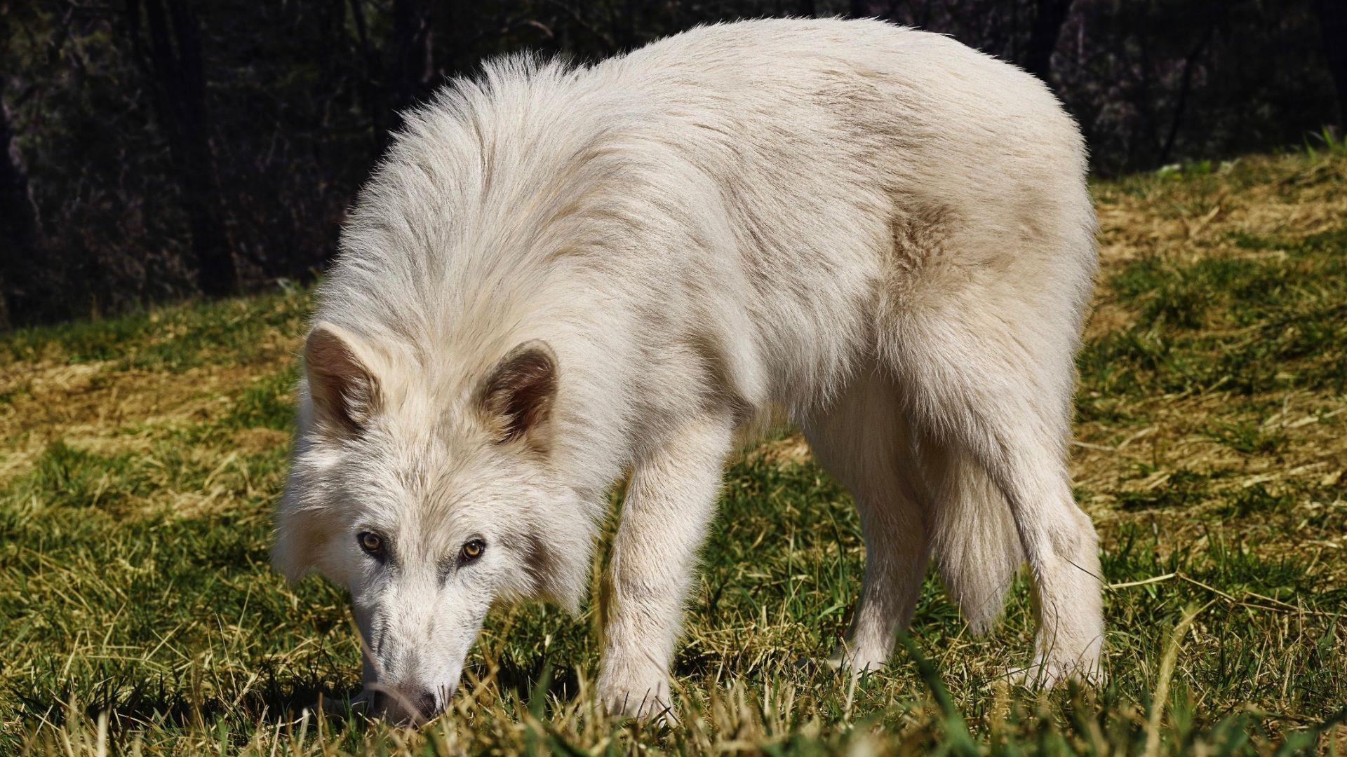 Dire Wolf ou Lobo-terrível para matéria sobre a sua desextinção da espécie extinta há 10 mil anos