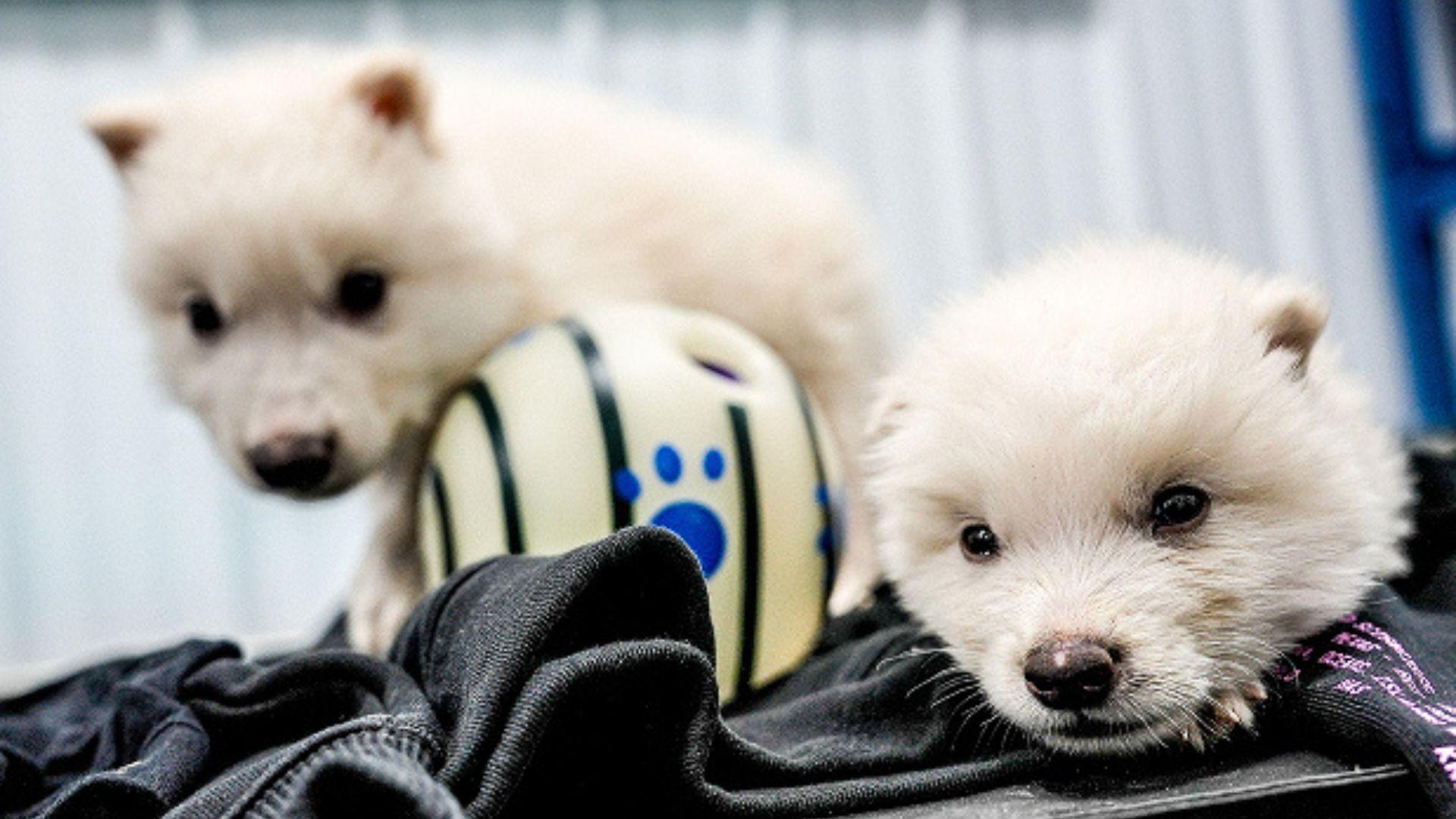 Dois filhotes de Lobo-terrível e uma bola, possivelmente logo após o experimento de desextinção