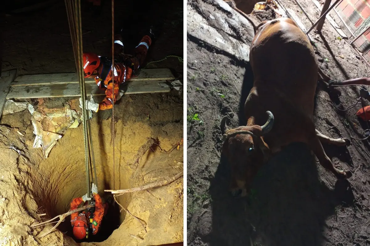 Imagem de vaca resgatada após cair em poço no interior do Ceará