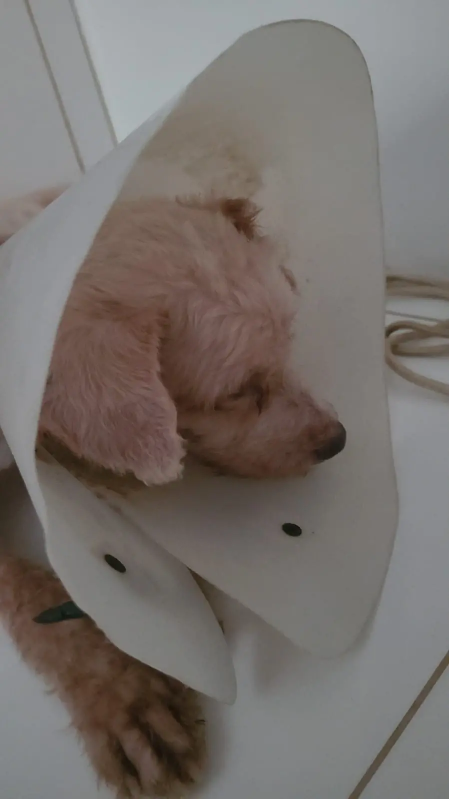 Imagem do cachorro scooby utilizando uma coleira de proteção branca