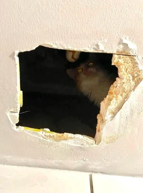Gata passou por perigo ao subir em buraco no teto do banheiro com vazamento