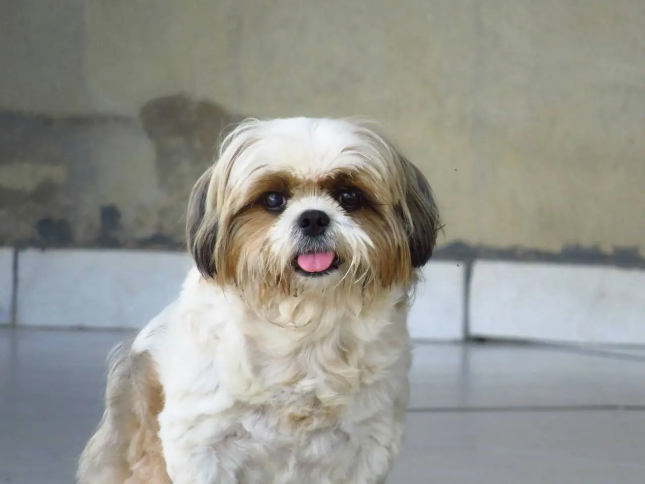 Cão da raça Shih Tzu