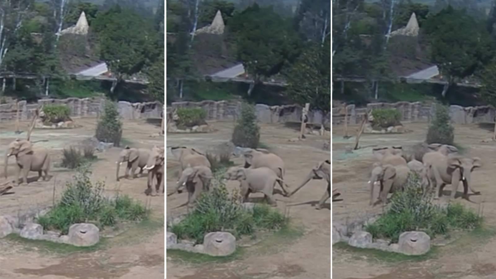 Colagem com três imagens mostram elefantes flagrados formando círculo de alerta durante terremoto nos Estados Unidos
