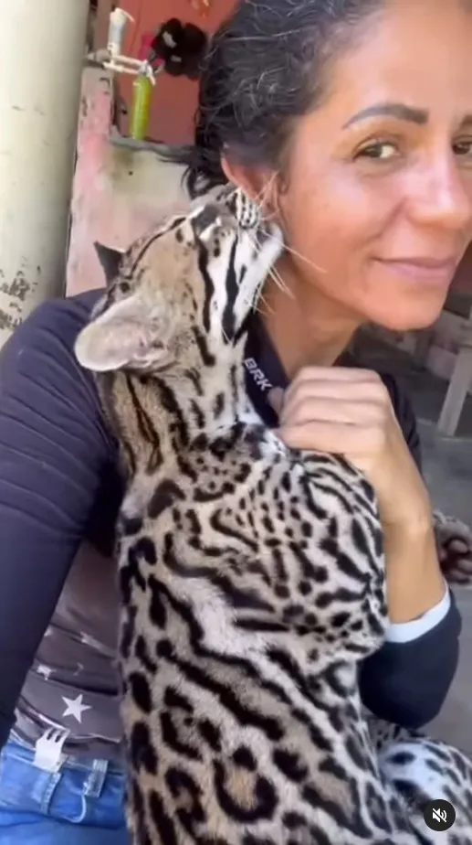 Luciene postava imagens em que a jaguatirica Pituca interagia com ela como um pet