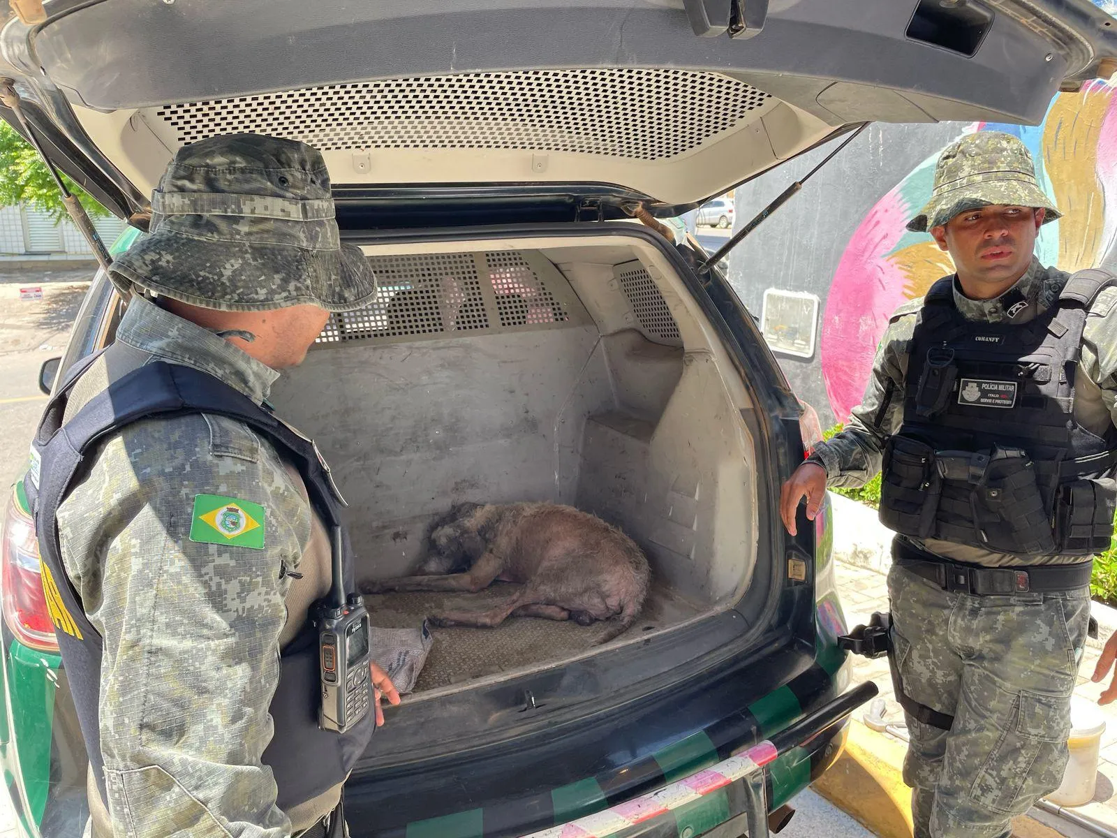 Animal foi acolhido e levado para a UPAA por policiais