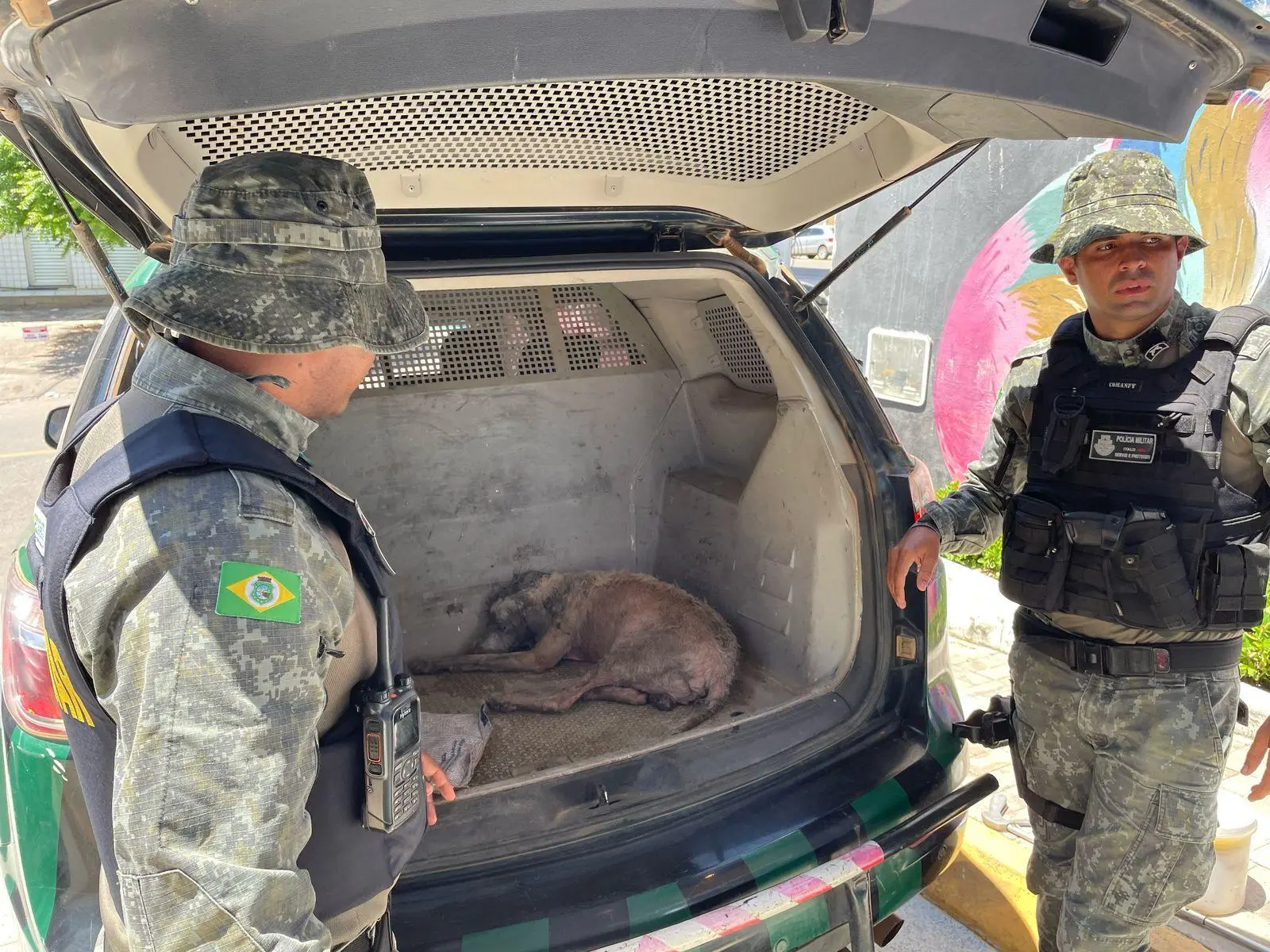 Animal foi levado para a UPAA pelos policiais