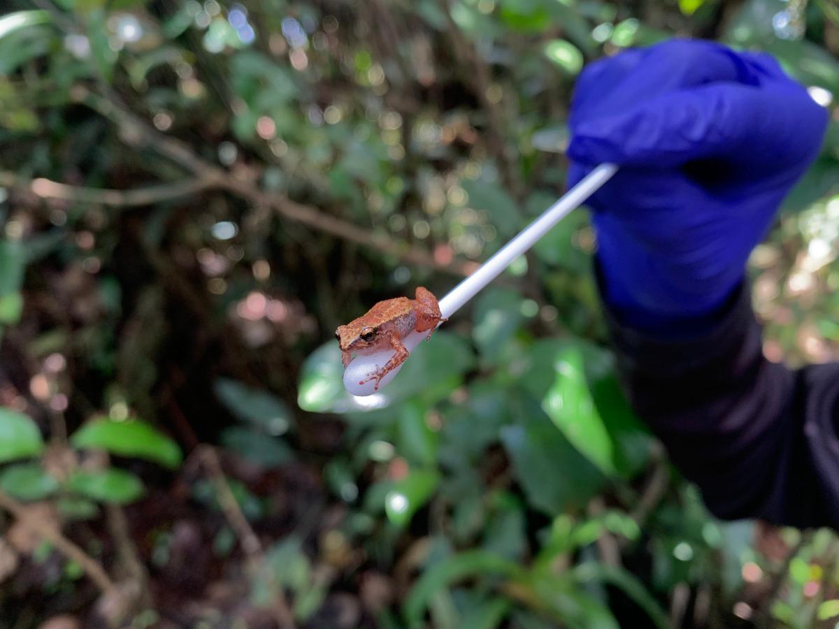 Na imagem, aparece uma rã no equipamento de uma pesquisadora, na Serra de Maranguape. O animal aparece com cor alaranjada