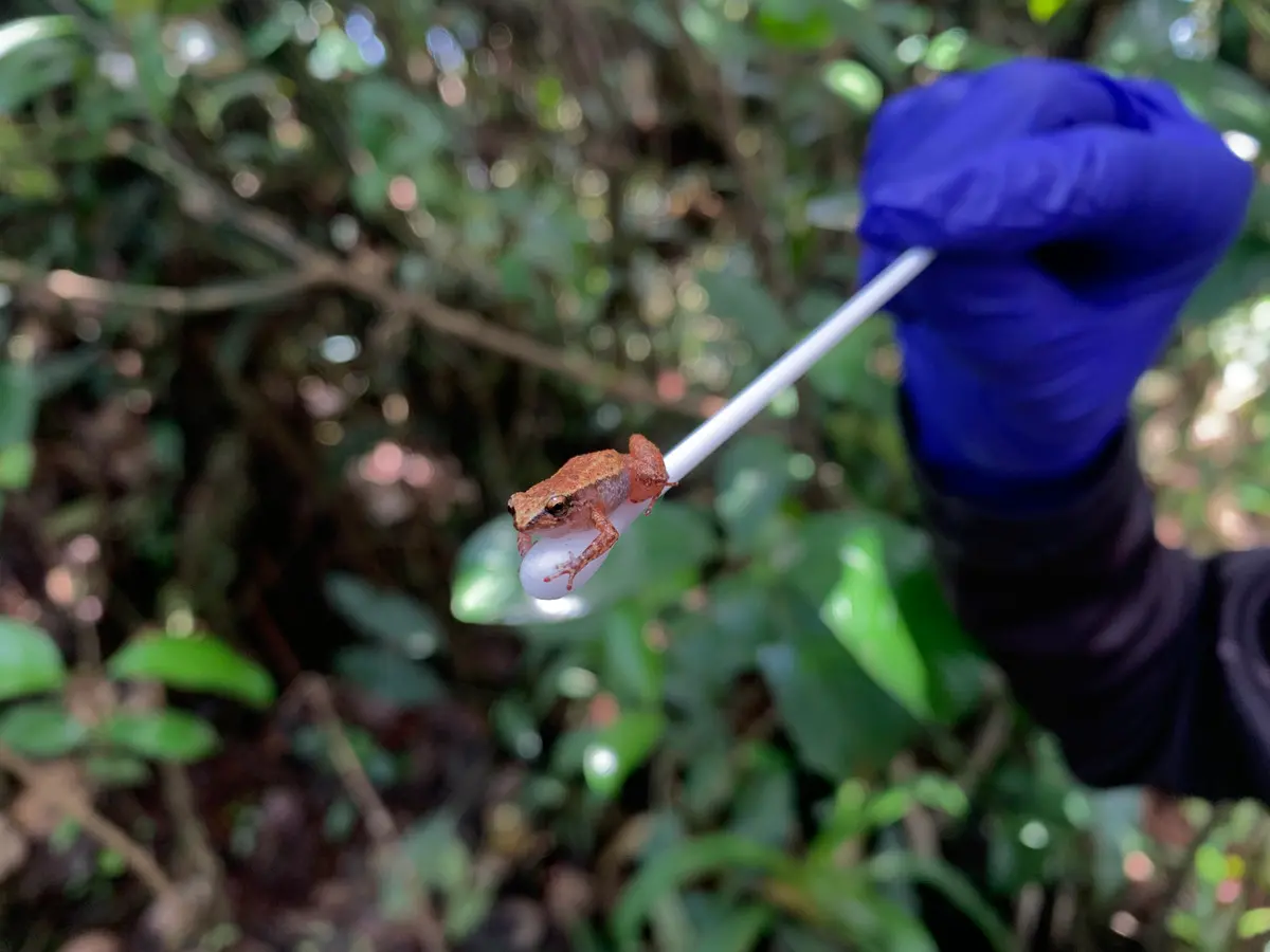 Na imagem, aparece uma rã no equipamento de uma pesquisadora, na Serra de Maranguape. O animal aparece com cor alaranjada