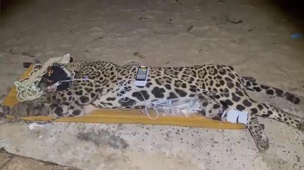 Onça suspeita de atacar e matar caseiro capturada