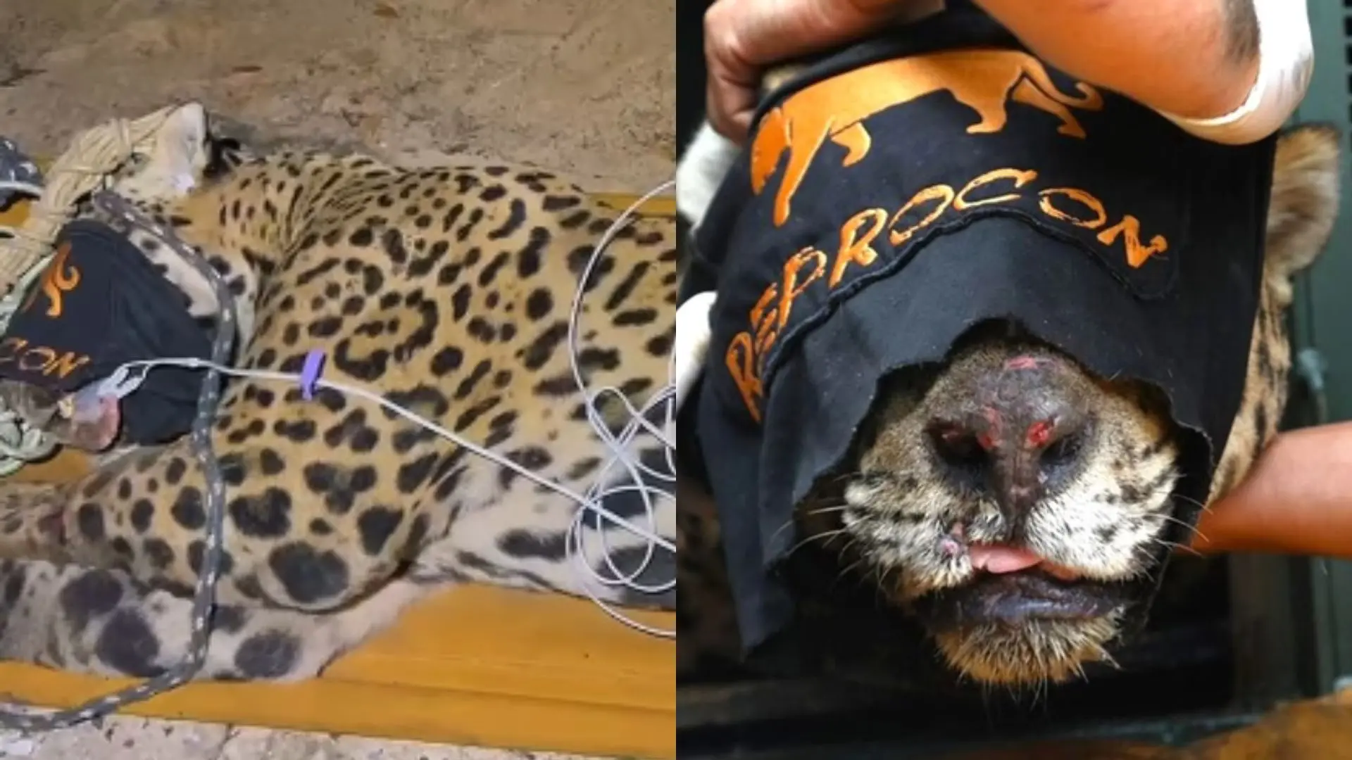 Onça capturada suspeita de matar caseiro no Pantanal