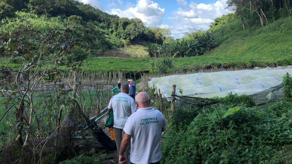 Equipe busca controlar disseminação do mosquito maruim, que transmite a febre oropouche no Ceará