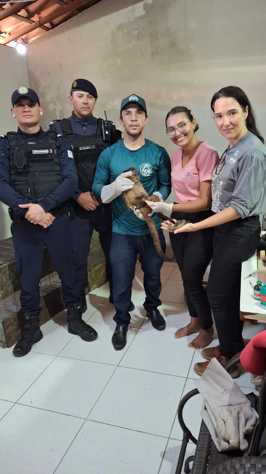 Foto de macaco-prego resgatado pela guarda municipal e por instituições de proteção ambiental em Fortaleza