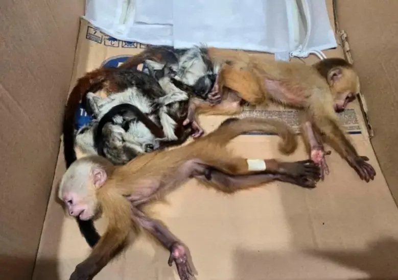 Filhotes de macacos encontrados escondidos nas partes íntimas de passageiros na Colômbia