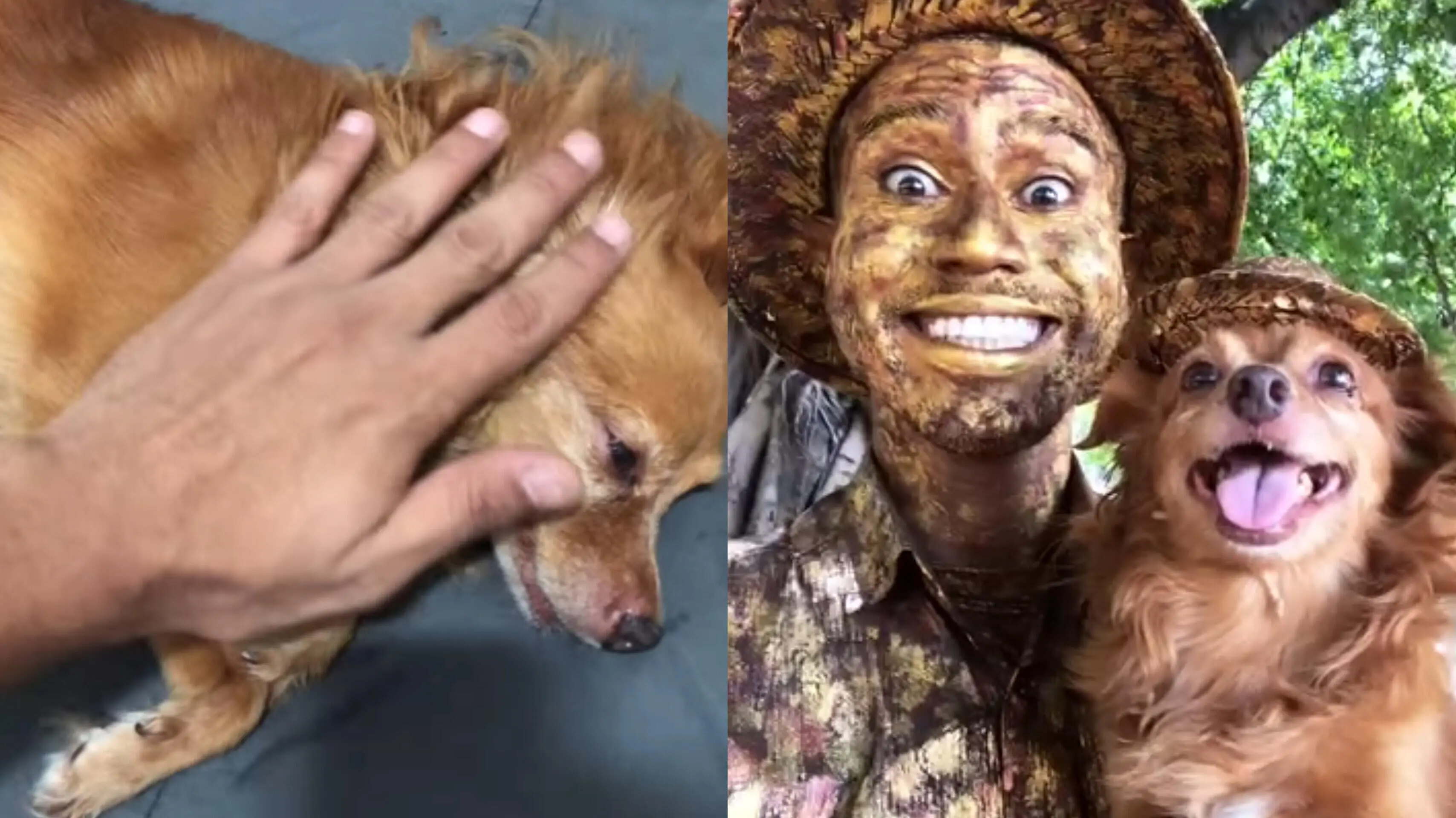 Dono de Jaspe vinha relatando o estado de saúde dela em redes sociais