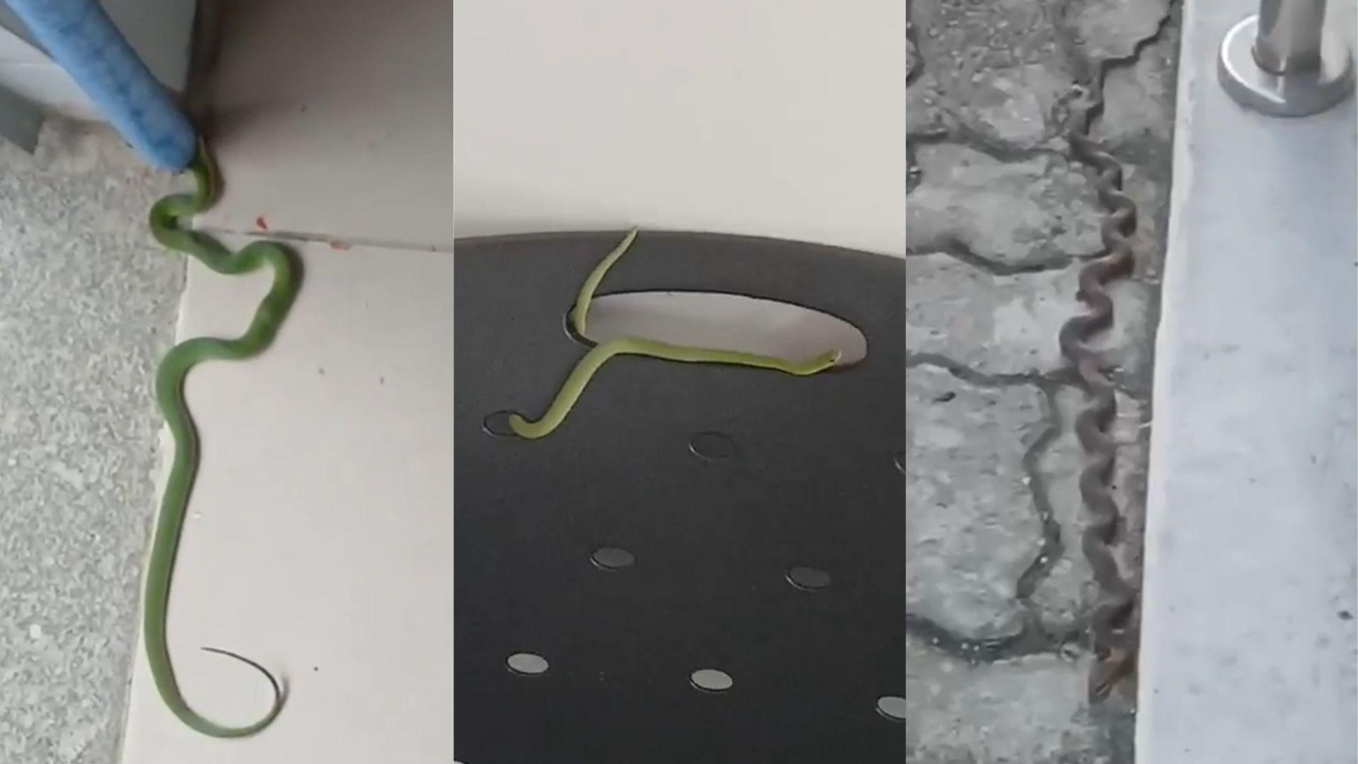 Cobras em fórum de Santa Quitéria