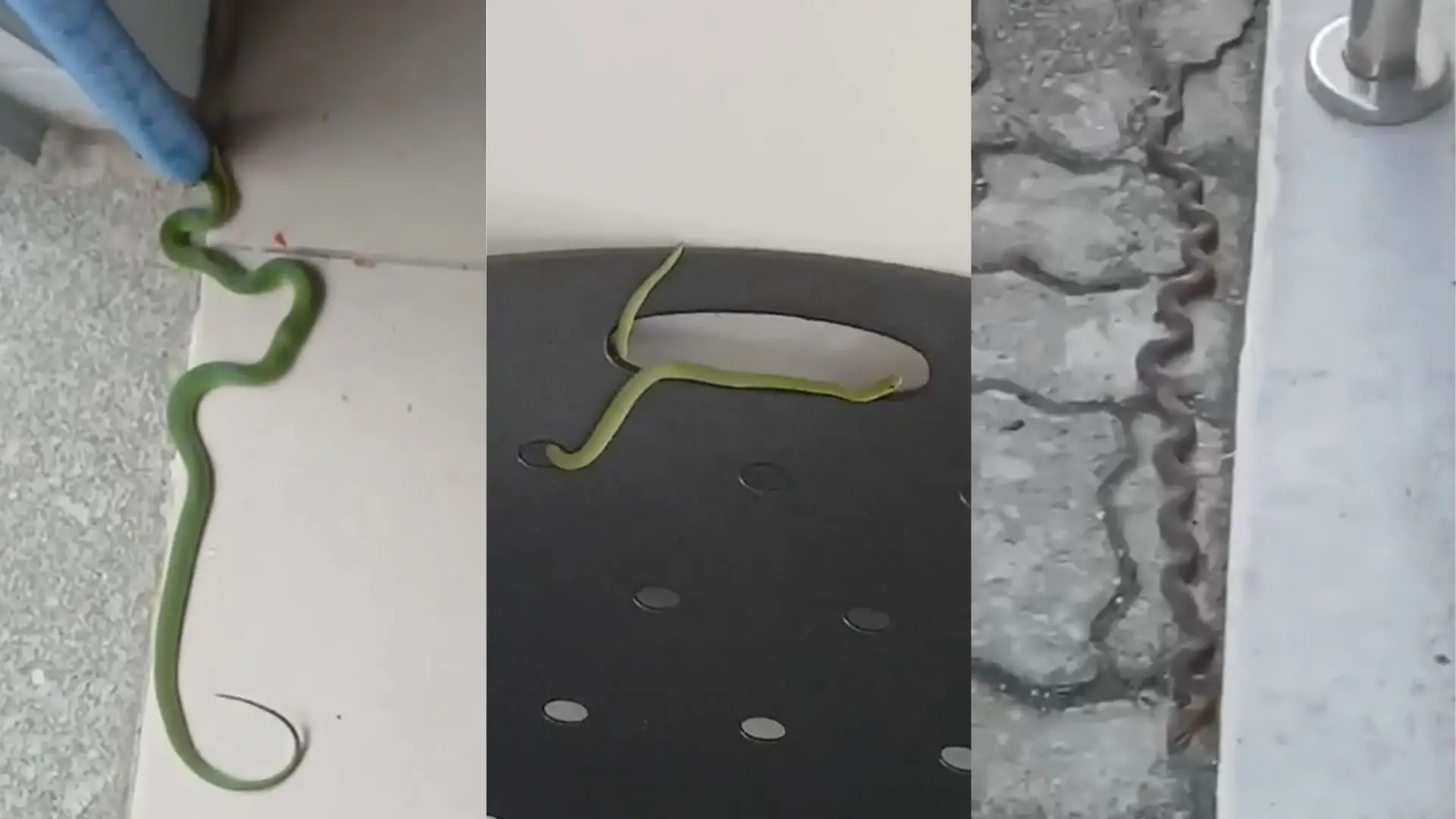 Cobras em fórum de Santa Quitéria