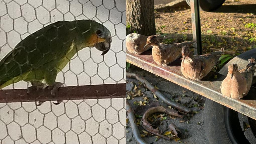 Montagem com duas imagens: à esquerda, um papagaio verde em cativeiro, preso atrás de uma tela de arame; à direita, quatro aves silvestres empalhadas sobre uma estrutura metálica, usadas como isca para caça ilegal.