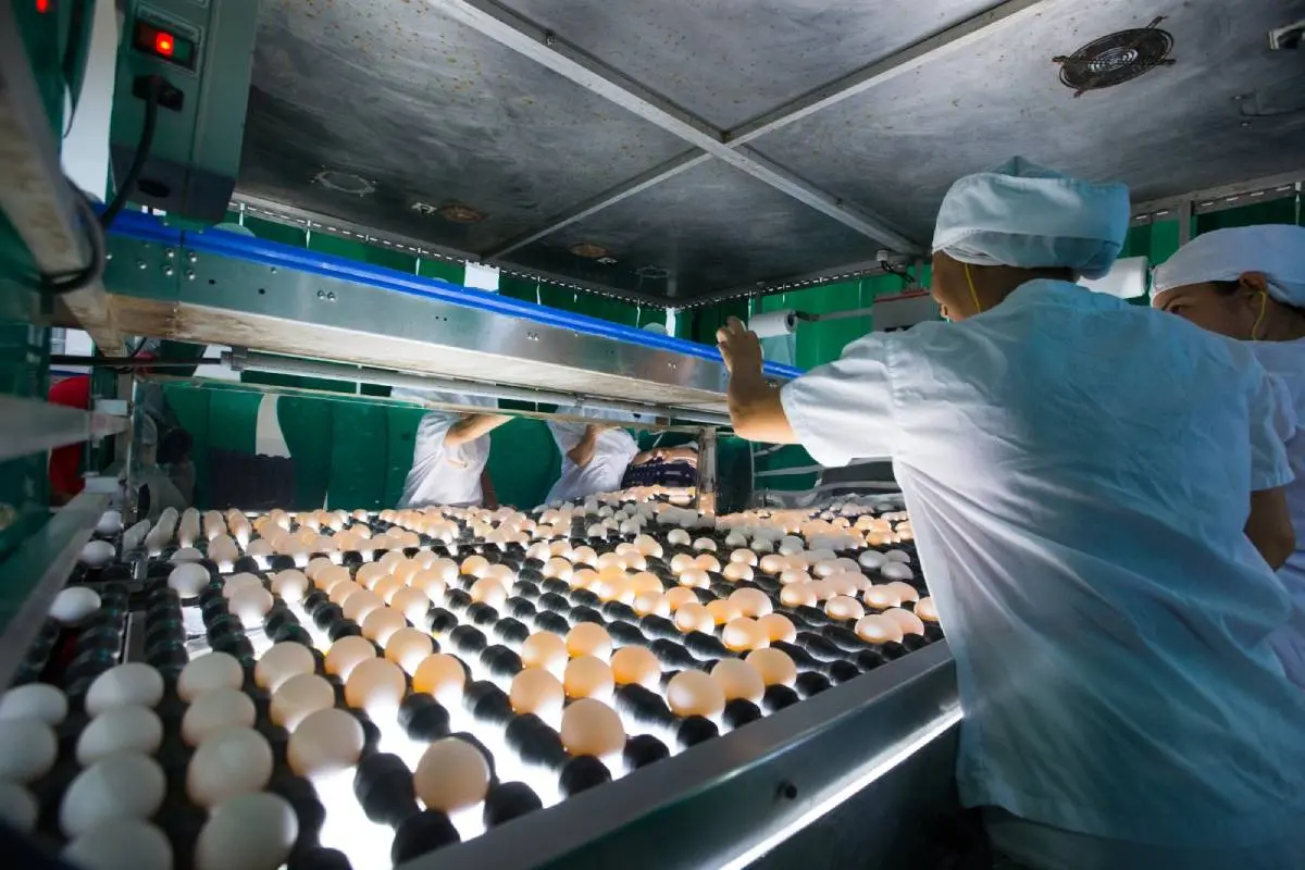 Trabalhadores selecionando ovos em uma fábrica