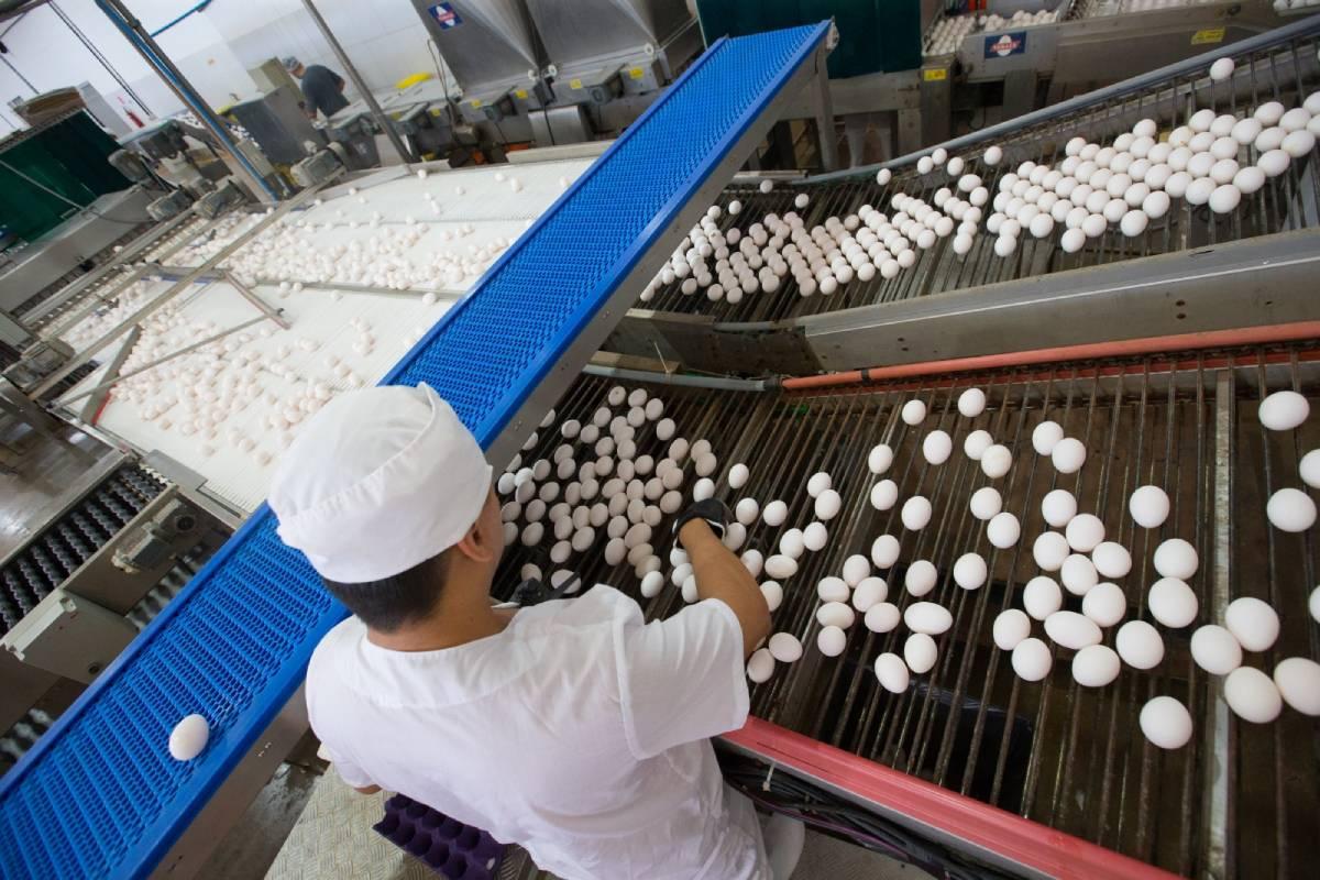 Trabalhador seleciona ovos em uma esteira. Ele veste uniforme branco e está de costas