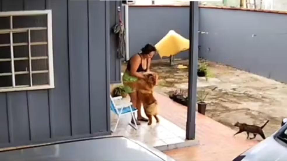 Mulher brincando e se divertindo com um cachorro em um quintal, enquanto um gato observa ao fundo, retratando a alegria do convívio entre animais e humanos.