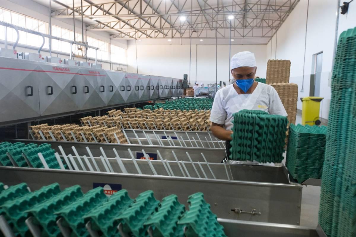 Profissional embalando ovos