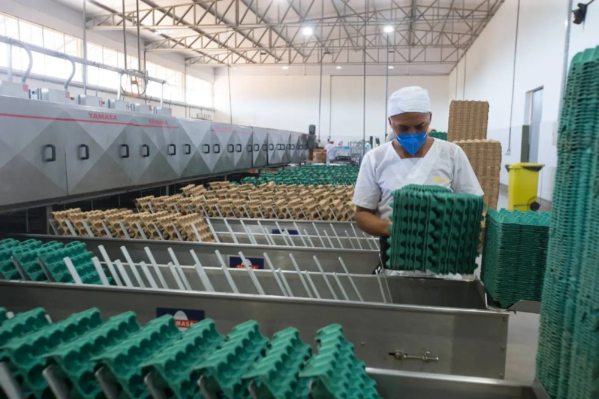 Profissional embalando ovos
