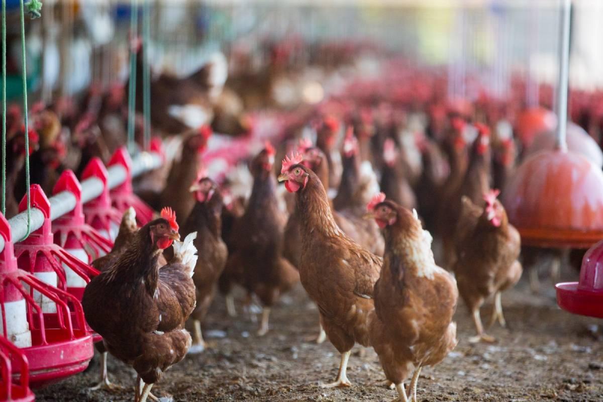 Galinhas em uma granja