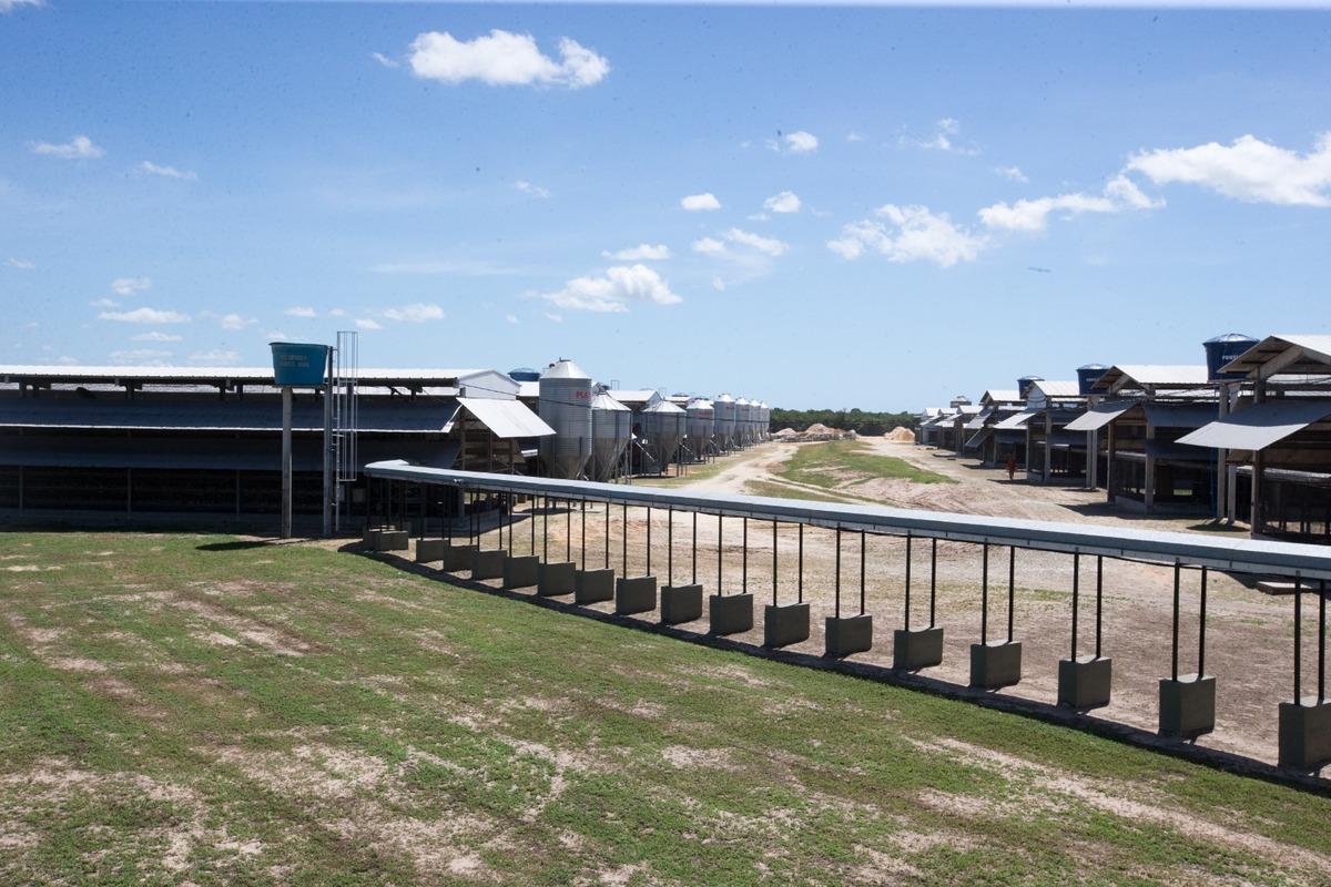 Ao fundo, avistam-se os galpões que abrigam as aves, cuja produção de ovos segue por uma esteira de ferro prateada