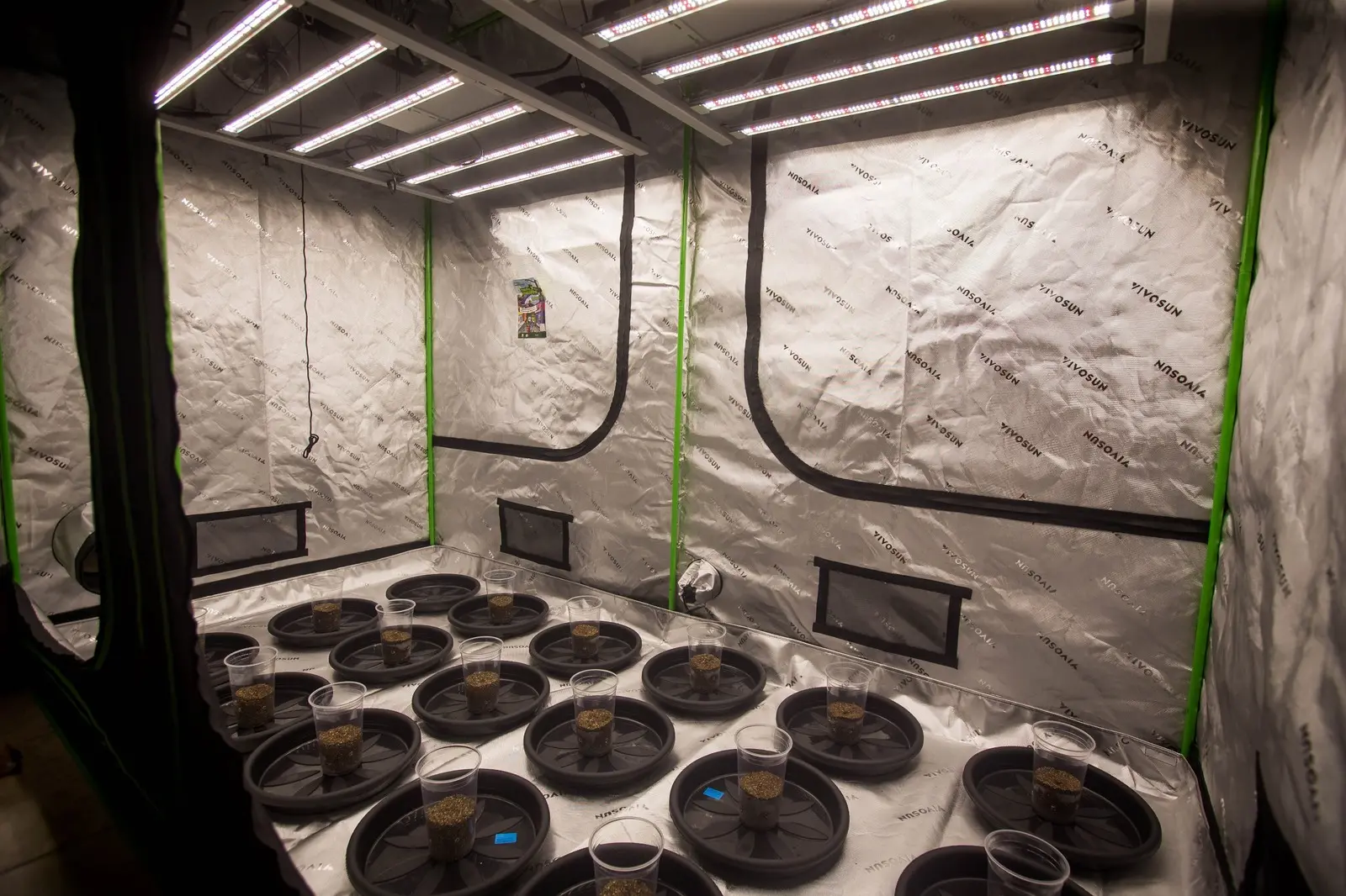 Estufa para produção de cannabis em casa, em Fortaleza