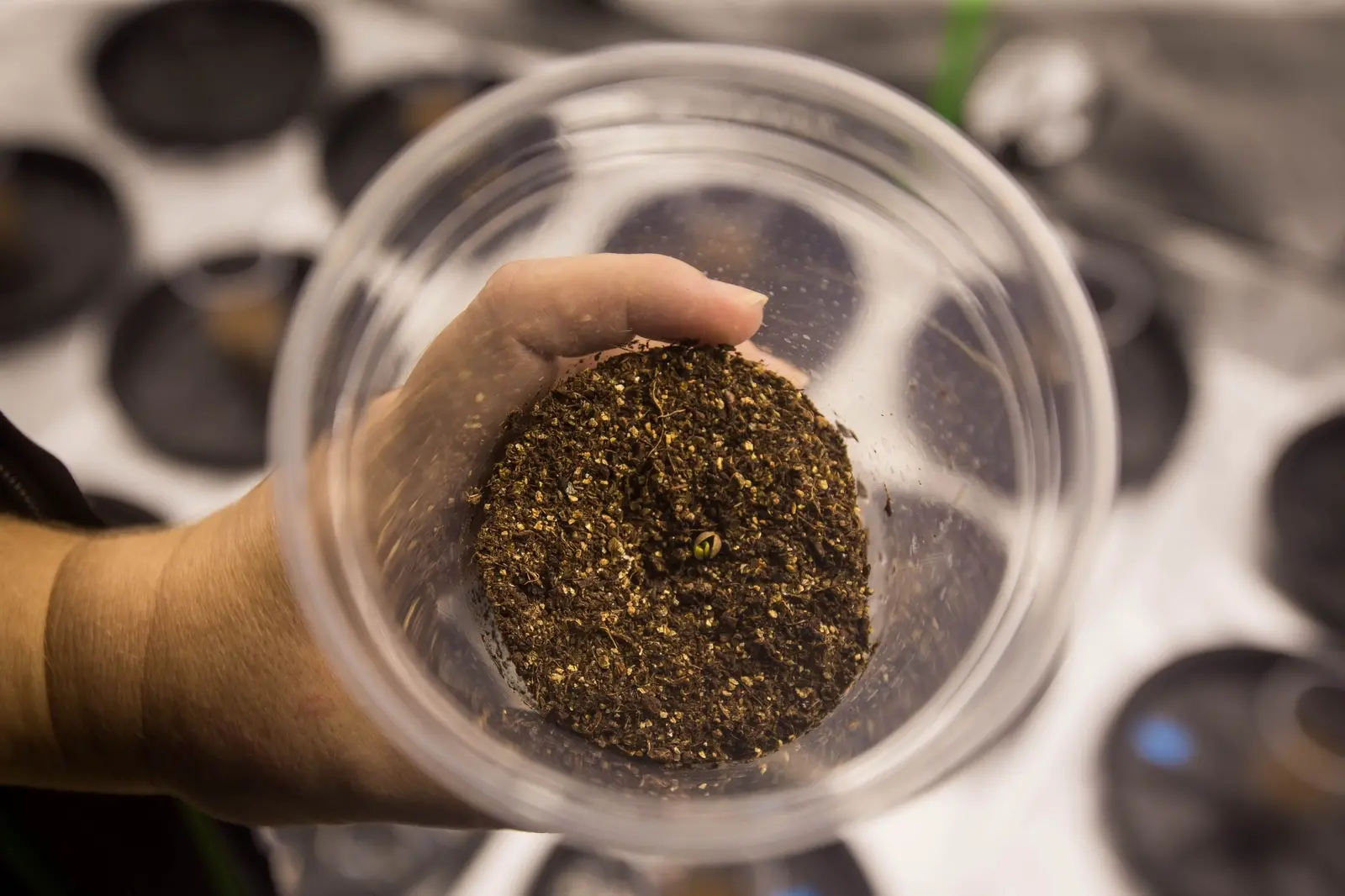 Broto de cannabis plantada em casa no Ceará