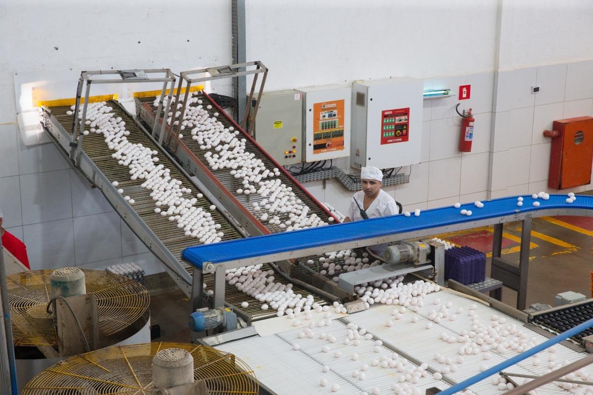 Imagem mostra esteiras inclinadas com ovos sobre elas