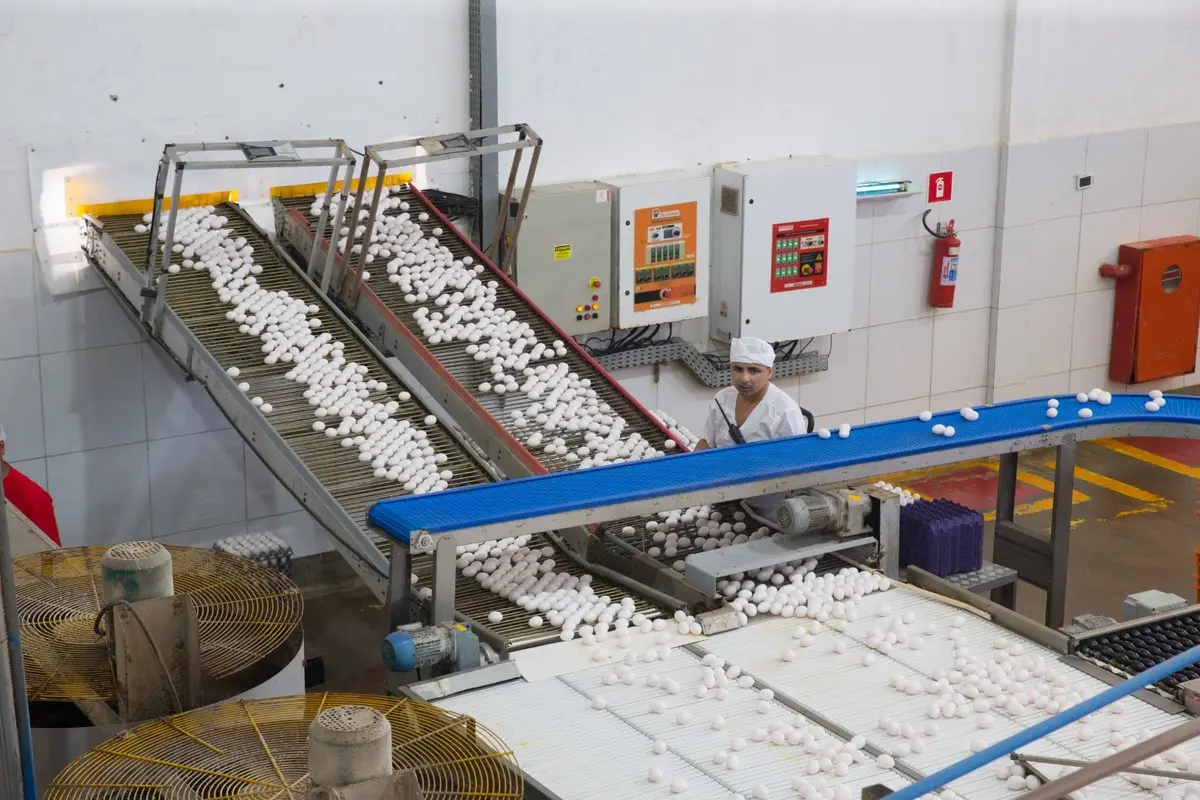 Imagem mostra esteiras inclinadas com ovos sobre elas