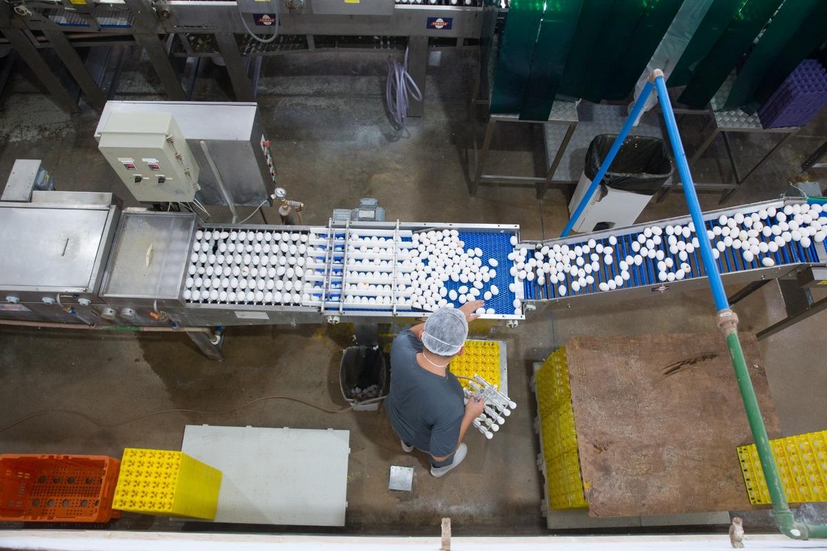 Foto mostra profissionais selecionando ovos