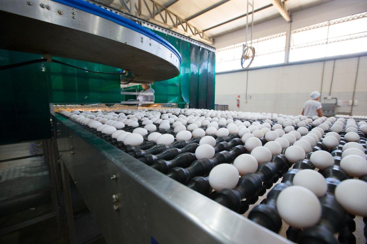 Ovos sobre uma esteira