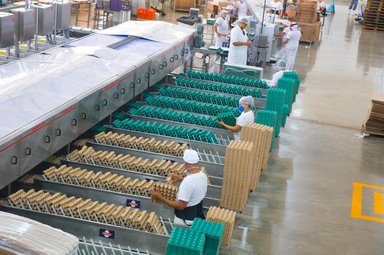 Trabalhadores manuseiam embalagens de ovos
