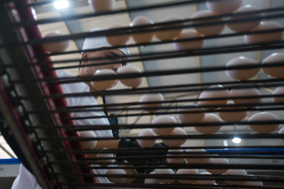 Trabalhador seleciona ovos em uma esteira