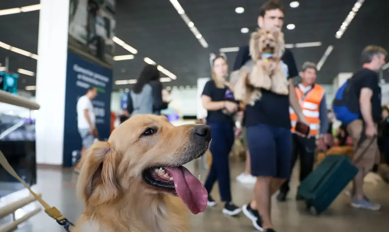 Imagem foca em cachorro de pelos caramelo em aeroporto com passageiro carregando cachorro da raça yorkshire ao fundo, ilustrando decisão do STJ sobre transporte de animal de apoio emocional na cabine em voos