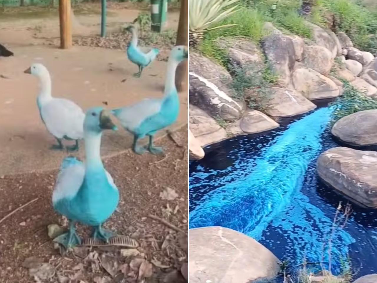 Rio e animais silvestres ficaram azuis após acidente envolvendo carga de corante