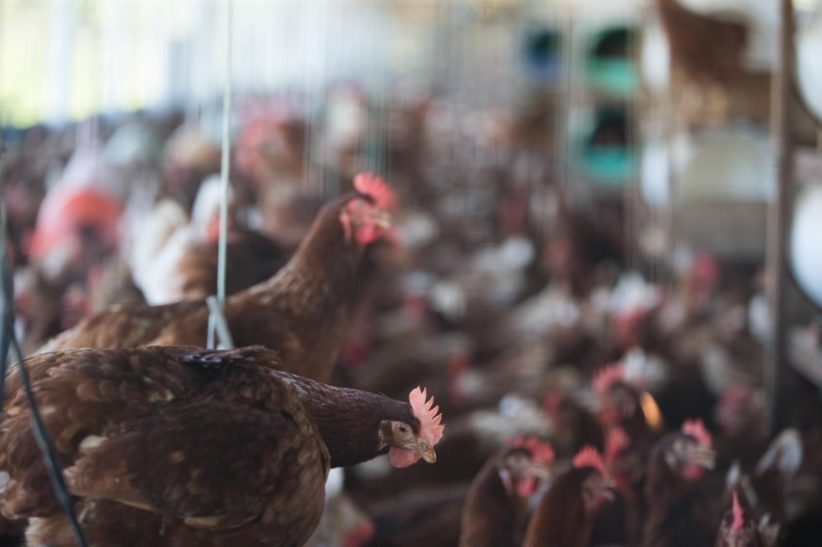 galinhas dentro de uma granja