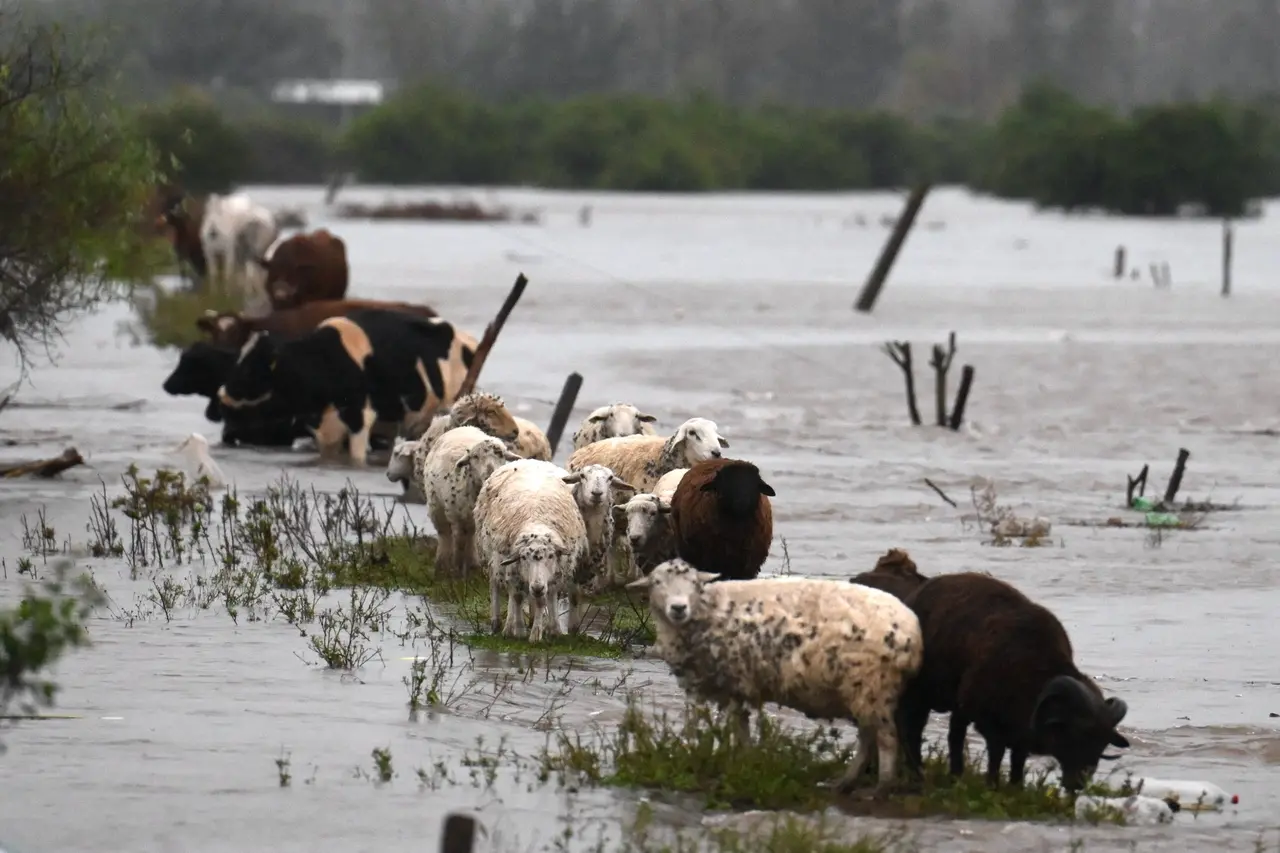 Animais ilhados em pasto inundado na Argentina