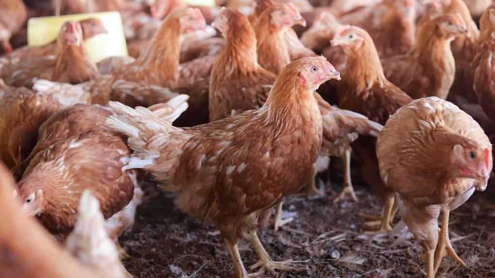 foto de vários frangos em granja