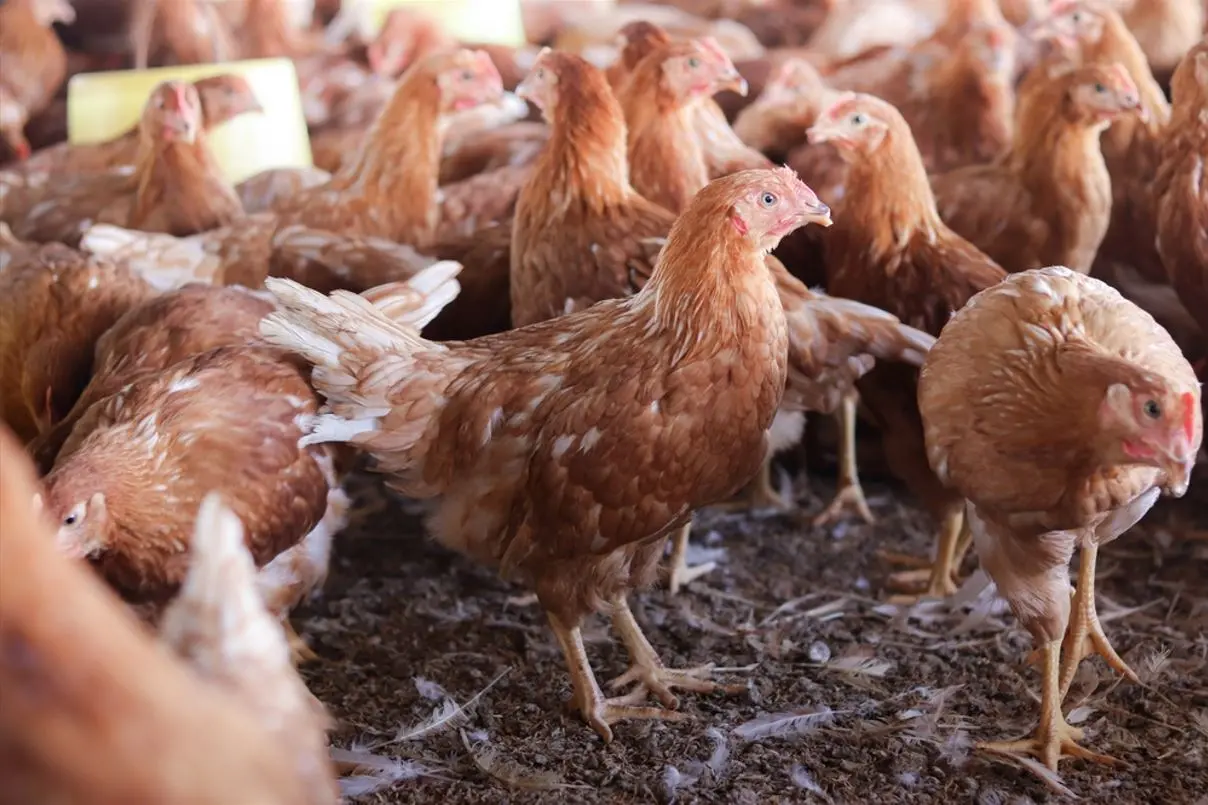 foto de vários frangos em granja