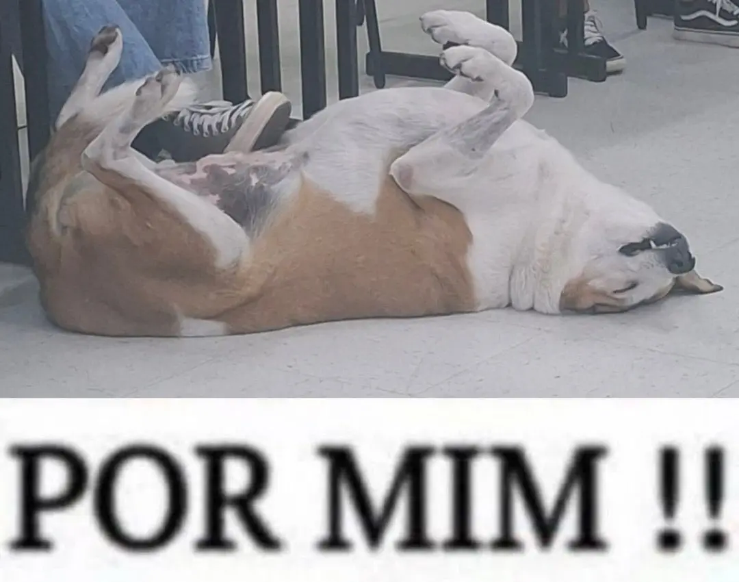 Cachorro deitado no chão com a barriga para cima, transmitindo relaxamento e felicidade. Cena cômica que retrata o amor pelos pets.