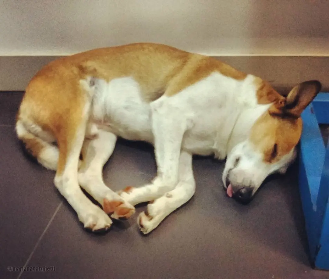 Cachorro deitado dormindo tranquilamente no chão, com patas dobradas e língua para fora, em um ambiente interno.