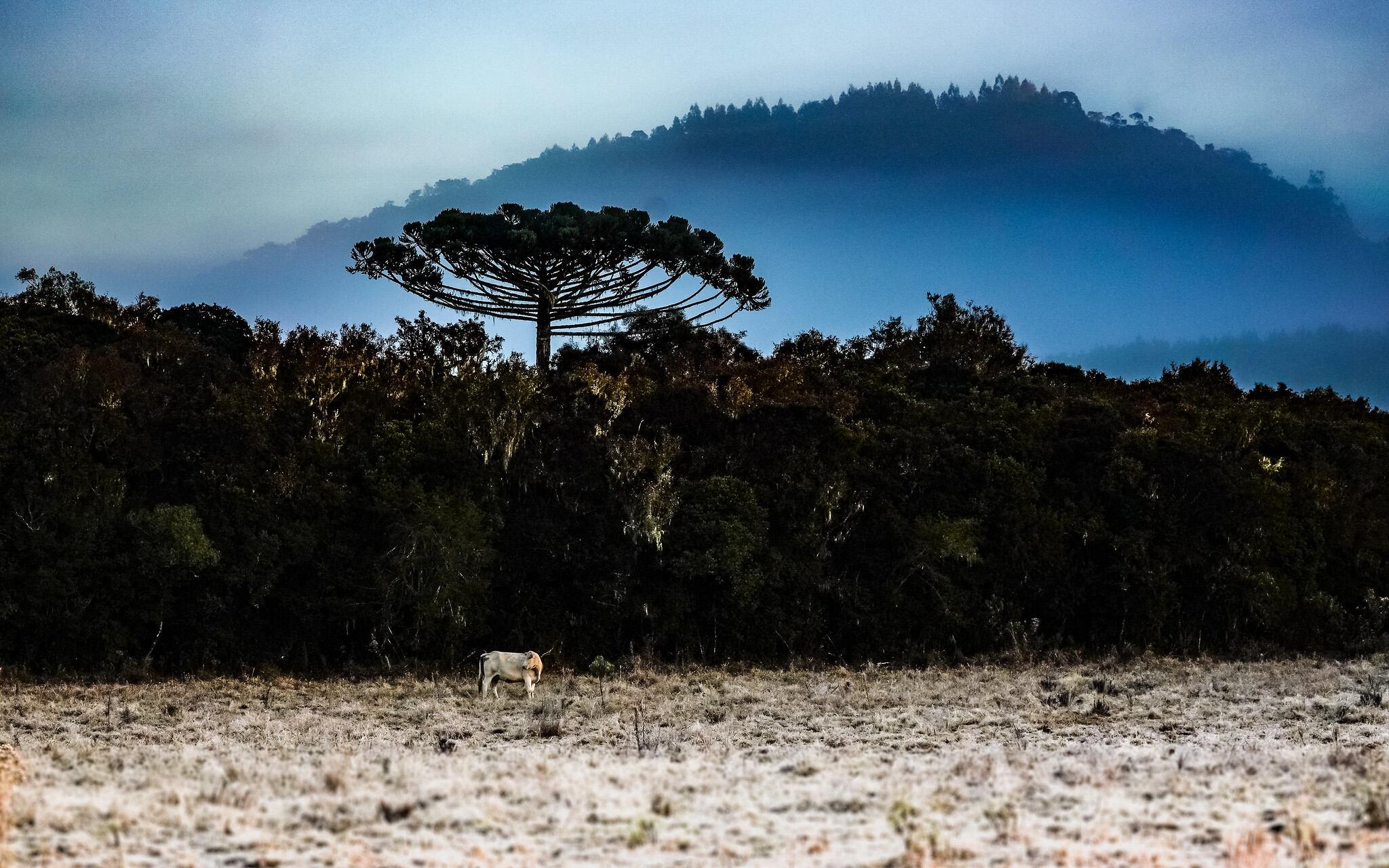 Paisagem com formação de geada na Serra Catarinense