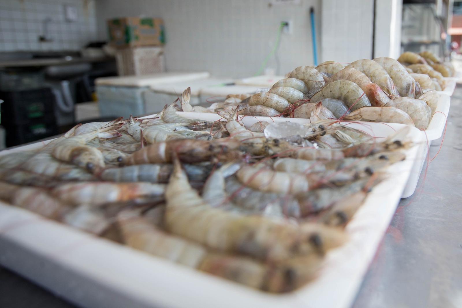 Camarões frescos produzidos no Ceará, que concentra cerca de 60% da produção do crustáceo no Brasil