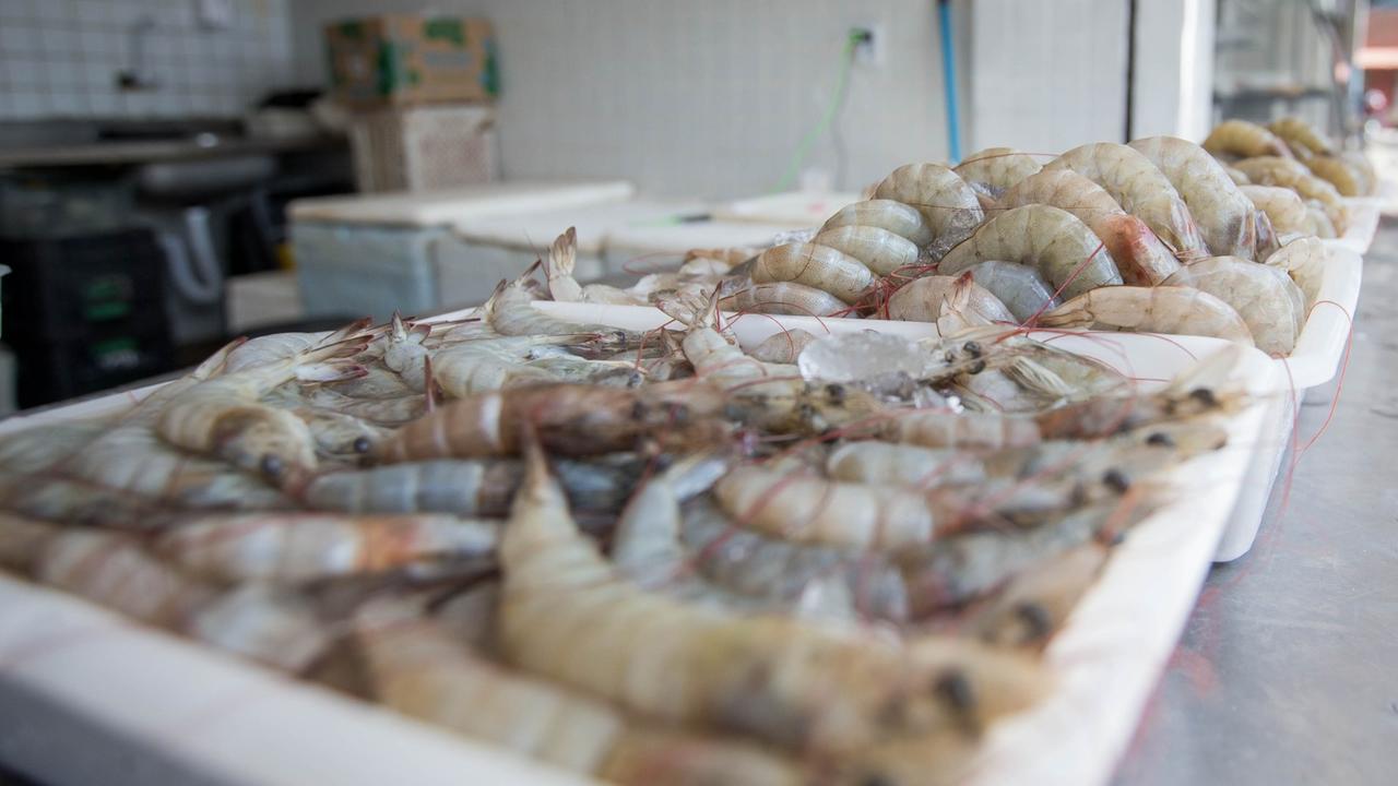 Maior produtor de camarão do Brasil, Ceará deve ultrapassar 100 mil toneladas em 2025 - Negócios - Diário do Nordeste