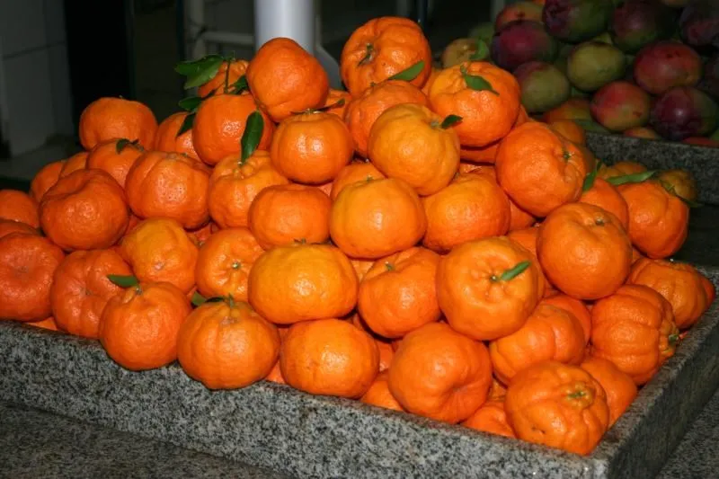 Preço da tangerina nacional, como a ponkan, está acima dos R$ 10