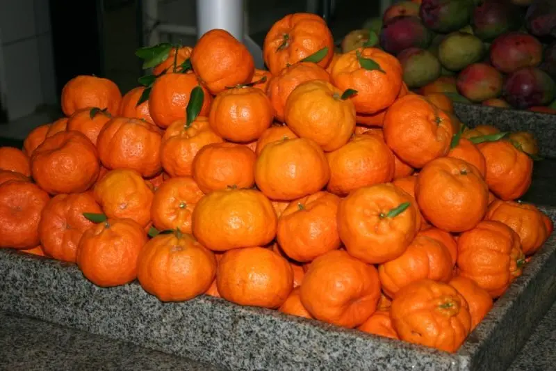 Foto que contém diversas tangerinas ponkans, variante da fruta produzida no Brasil