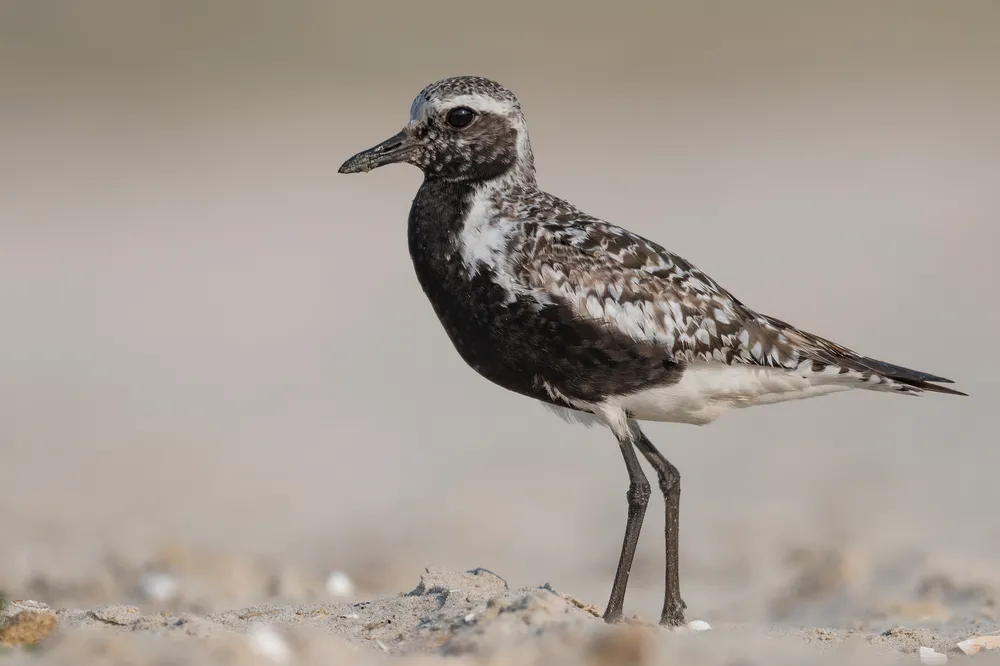 A espécie foi identificada como batuiruçu-de-axila-preta (Pluvialis squatarola)